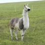 Caballero