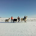Winterwanderung mit Lamas